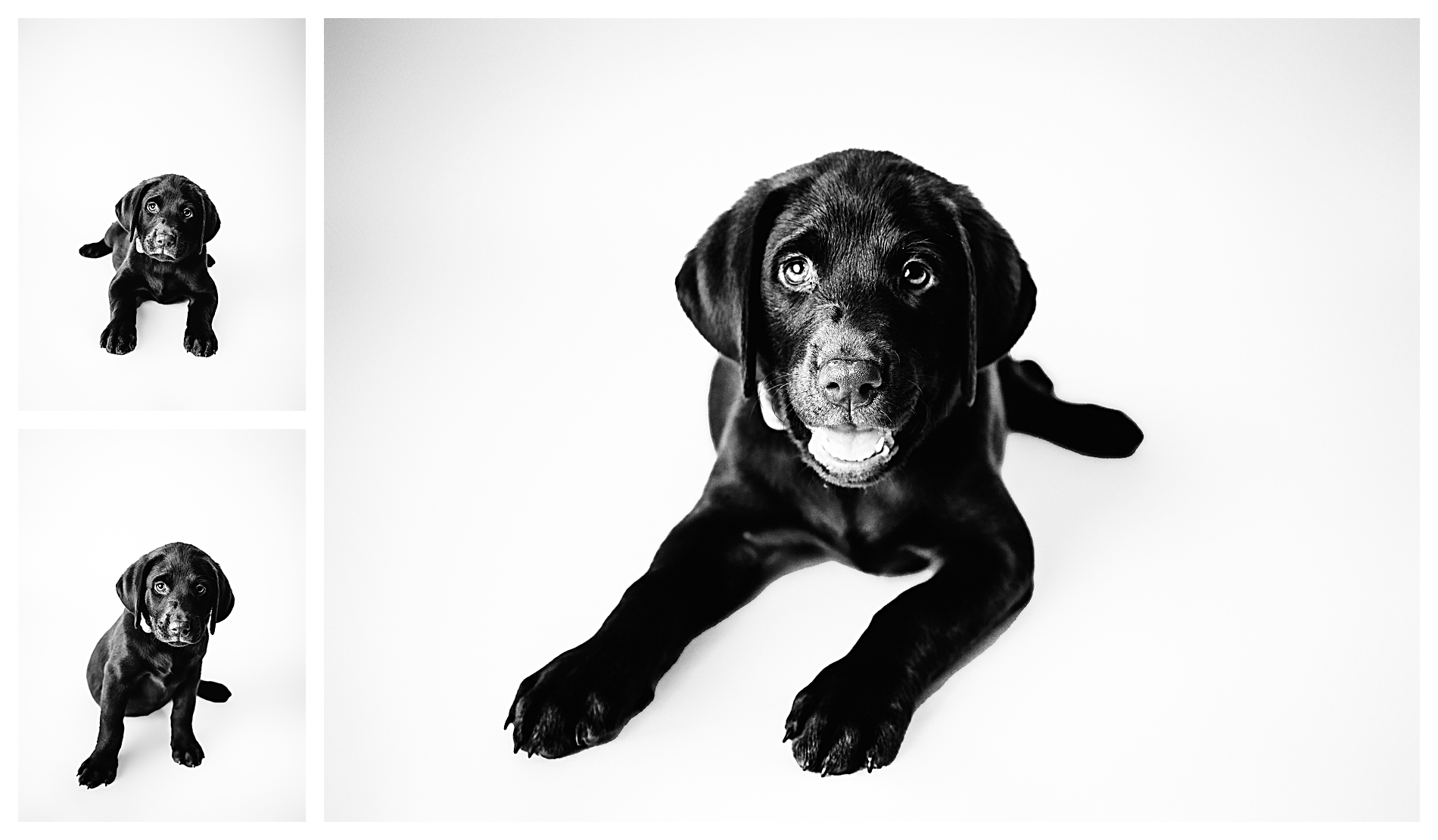 Our New Addition, a Chocolate Lab Yuba City Photographer